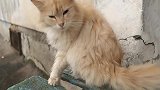 遇见一只长得像狐狸的流浪猫，能带回家收养吗