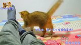 金渐层猫咪过来就咬主人，主人不让它动，它开始“报复”，太逗了