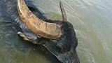 水牛天天在水里，不会憋死么！