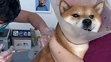 就连狗子打疫苗针都是这种表情，打针时瞬间闭住嘴巴！