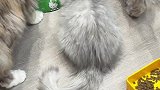 小猫咪们太好了，开饭啦