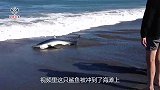 鲨鱼被冲到海滩上，多亏好心人出手相救，做法却让人又爱又恨