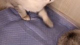 老四又欺负老三的孩子，看小猫咪受伤的样子让人心疼