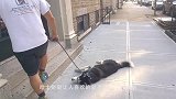 主人不让哈士奇出门，下一秒别笑，这狗怕是成精了