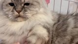 主人教育猫咪和狗狗之间的区别，金毛我是马路边捡的吗