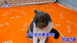 新来的小猫爱疯闹，主人担心家被拆，原住喵：自己捡的含泪也得养