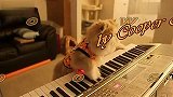 看猫咪如何创作万圣节音乐