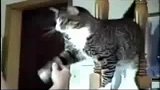 貓咪爆笑趣味影片