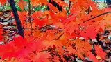 火一样红的千山枫叶