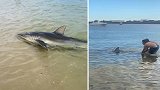 澳大利亚：2米长鲨鱼在悉尼海滩徘徊，好心人帮它重返深海