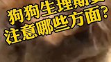 狗狗生理期要注意哪些方面？看完视频就懂了