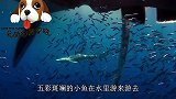 鲨鱼挑食不存在的，网友：是肉就行，不敢靠近