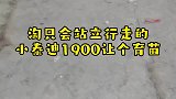淘一只会站立的小泰迪