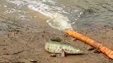 这鱼有啥想不开的呀，直接上岸了！