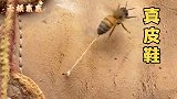 配音 蜜蜂：我用生命证明了你穿的鞋是真皮鞋
