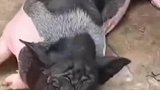 一年长胖130多斤，宠物猪被送至乡下
