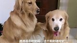 主人问：谁咬的玩具，艾菲冤枉艾迪，结果艾迪不淡定了，逗