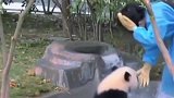 国宝连打人都这么萌