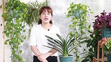 君子兰生长缓慢怎么办？3招打开它的“生长开关”，新叶狂冒！