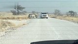 犀牛攻击汽车，看着够刺激的