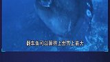 3种体型最大的奇特动物
