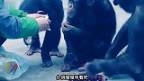 这猴子是四川的吧，吃辣椒比我厉害