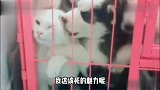 喵星人被二哈们围着，一脸无辜表情太逗了