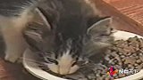 国外猫咪生活就是好，猫咪都吃的是贵族猫粮