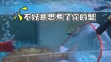 奄奄一息的小螃蟹，就这样被老板给救了，换你你开心吗