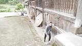 四川方言：小伙太实在，老表差点误会，做人还是实在点好！