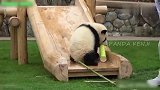 熊猫仔仔得到了一根上等极品笋，一直舍不得吃，后来它妈来了