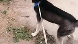 二哈：主人放开我，我要去咬一架！