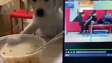 为了口吃的，狗狗是真的拼了