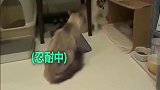 猫爸爸一直折腾小奶猫，几次后猫妈妈暴怒，下嘴真狠！