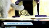 【宠物星球】想知道你家猫在你出门后都在干些什么吗？