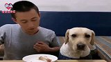 狗狗赛文不给主人吃鸡腿，主人耍套路让赛文一脸懵，看完忍住别笑
