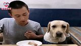 狗狗赛文不给主人吃鸡腿，主人耍套路让赛文一脸懵，看完忍住别笑