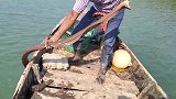 荒野垂钓：渔民在河流大海交汇处抓捕体长超过两米的极品土龙！