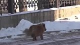 沈阳忠犬大黄原地等候去世主人5年 每天望向主人来的方向