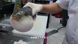 日本小哥买了一只超大的河豚，现场拆解，取出安全的河豚肉！