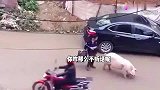 搞笑配音挖掘机神操作，啊呀跑慢了