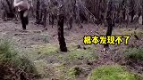 士兵顶级隐藏战术，钻进地洞后盖上草皮，压根发现不了！