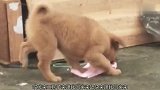 也不知道这是个什么物种，又是草，又是泥的