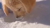 小狗狗为什么都喜欢把脸埋雪里，来个人给我解释一下。