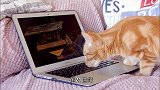 小狗与小猫的奇妙世界，小猫咪逐渐发现，玩电脑的快乐
