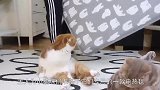 倒霉猫咪掉到鸡窝，吓得一动不敢动，喵星人好绝望