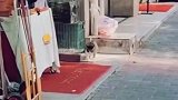 这猫不是上房揭瓦就是跟别人打架