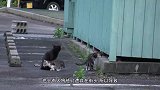 流浪猫太多泛滥成灾此国街头一只都见不到，看看是怎么一回事