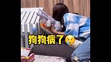 老母亲着实不容易！#毕业季##日常##家有萌宠#
