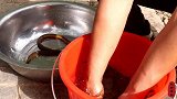 200买几十条黄鳝，做个“盘龙鳝”下酒，大口吃鳝鱼，过足了瘾